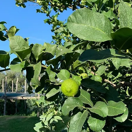 Anna Belle Elegant Agriresort Курортный комплекс Сорренто